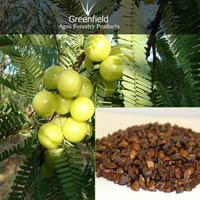 Aonla fruit seeds ( Emblica officinalis )
