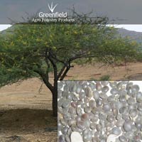 Babool tree seeds ( Acacia nilotica )