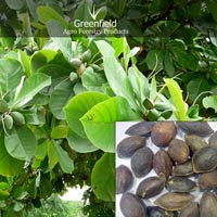 Badam fruit  seeds ( Prunus Dulcis )