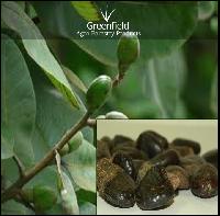 Bhilwa Medicinal Seeds ( Semecarpus Anacardium )