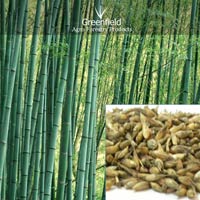 Deshi bamboo tree  seeds ( Dendrocalamus strictus )