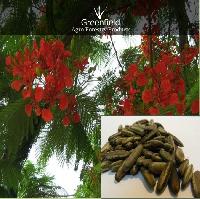 Gulmohar Ornamental Tree Seeds