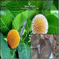 Kadam Ornamental Tree Seeds ( Anthocephalus cadamba )