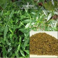 Kalmegh Medicinal Seeds ( Andrographis paniculata )
