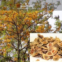 Silver Oak Ornamental Tree Seeds ( Grevillea Robusta )