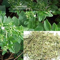 Medicinal Seeds ( Stevia Rebaudiana )