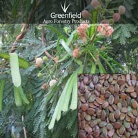 Su-babool Tree Seeds ( Leucaena leucocephala )