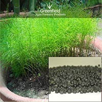 Yellow Shatavari medicinal seeds ( Asparagus racemosus )