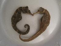 Dried Sea Horse for Sale