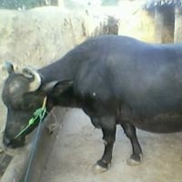 murrah buffalo