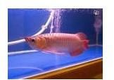 Arowana Golden Head Premium Quality