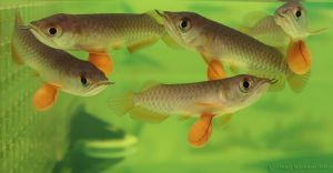 Baby Arowana Fish