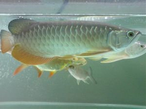 Arowana Fish