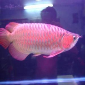 Live Arowana Fishes