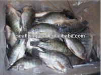 tilapia fillet tilapia fillet