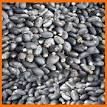 Jatropha Seeds