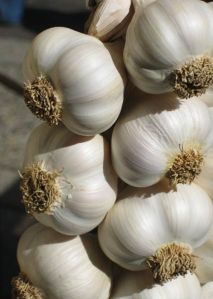 Garlic, Ginger Garlic, Ginger