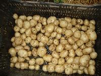 Potato Seed