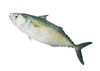 indian mackerel