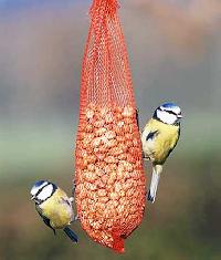 bird feed