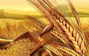 wheat