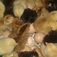 Croilers Hatching Eggs
