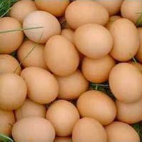 Pure Indian Country Chickens Hatching Eggs(Al-Noor 100)