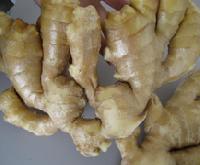 dry ginger