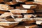 Cut Raw Timber Wood Logs