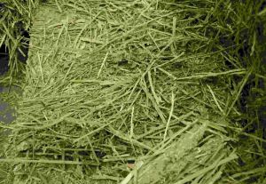 High Quality Alfalfa Hay
