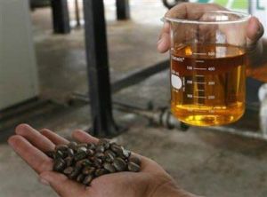 Jatropha Oil, Packaging Type : GOLDEN