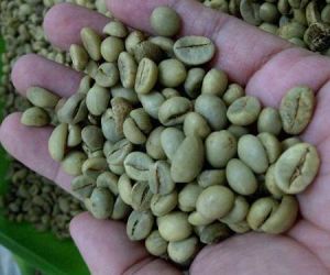 Java Robusta Green Coffee Beans Grade Ap1