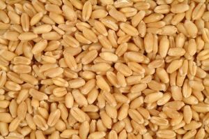 Natural Wheat