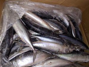 Pacific Mackerel (Seafrozen)