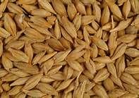 Barley