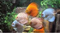 fish ornamental aquarium