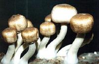 Agaricus Blazei Extract-polysaccharides & Steroids