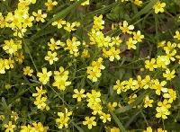 Cat Claw Extract, Buttercup Root Extract