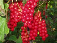 Schisandra Extract
