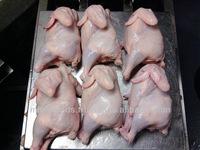 Poultry Frozen Chicken