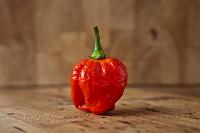 Trinidad Scorpion Chili Pepper