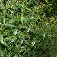 Andrograpshis Paniculata