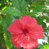 Hibiscus Rosa Sinensis Plant