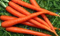 Fresh Red Carrot