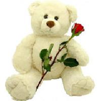 White Teddy Bear, Red Roses