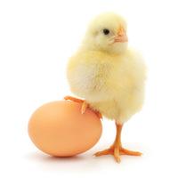 White Chicken Egg