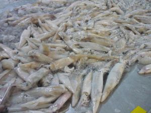 Frozen Squid Fish
