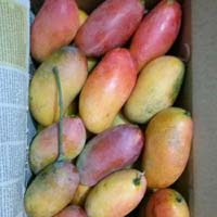 mango saplings