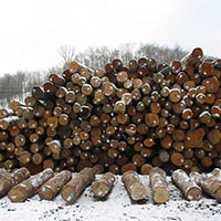 Timber Logs