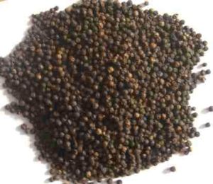 Black Pepper Seeds